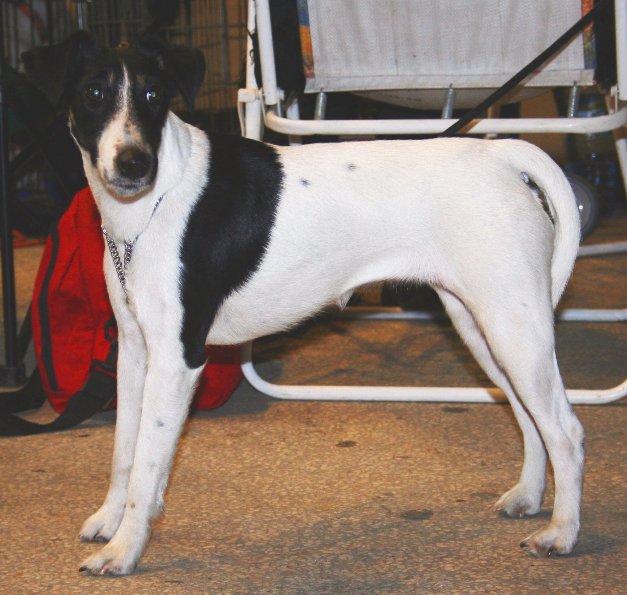  simaszőrű foxterrier